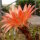 Echinopsis-Hybr. Andenken an H. Krainz Uebelmann 3219