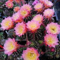 Echinopsis-Hybr. Arabelle Rheingold 211