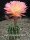 Echinopsis-Hybr. Arabelle Rheingold 211