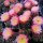 Echinopsis-Hybr. Arabelle Rheingold 211