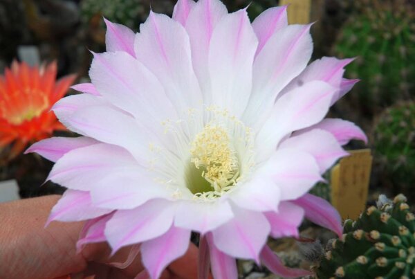 Echinopsis-Hybr. Anastasia Schick Hybride