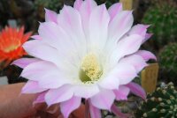 Echinopsis-Hybr. Anastasia Schick Hybride