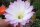 Echinopsis-Hybr. Anastasia Schick Hybride