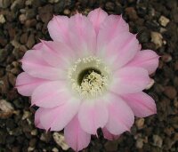 Echinopsis-Hybr. Arequipa-Delft Serie 305