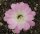 Echinopsis-Hybr. Arequipa-Delft Serie 305