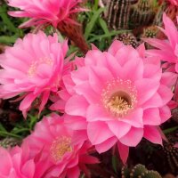 Echinopsis-Hybr. Attila Rheingold 283