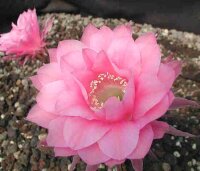 Echinopsis-Hybr. Attila Rheingold 283