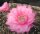 Echinopsis-Hybr. Attila Rheingold 283