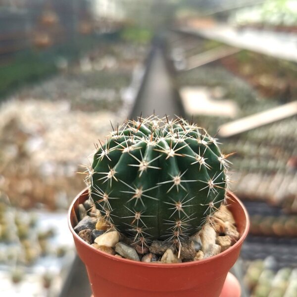 Echinopsis-Hybr. Aubergine Serie 343