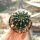 Echinopsis-Hybr. Aubergine Serie 343