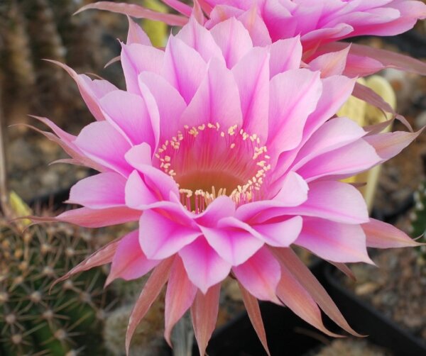 Echinopsis-Hybr. Ave Maria Rheingold 248