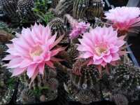 Echinopsis-Hybr. Ave Maria Rheingold 248
