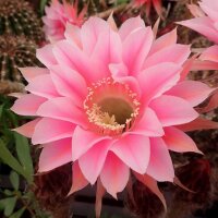 Echinopsis-Hybr. Ave Maria Rheingold 248