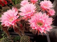 Echinopsis-Hybr. Ave Maria Rheingold 248
