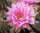 Echinopsis-Hybr. Ave Maria Rheingold 248