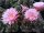 Echinopsis-Hybr. Ave Maria Rheingold 248