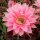 Echinopsis-Hybr. Ave Maria Rheingold 248