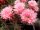 Echinopsis-Hybr. Ave Maria Rheingold 248