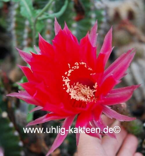 Echinopsis-Hybr. Ballerina Rheingold 260