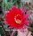 Echinopsis-Hybr. Ballerina Rheingold 260