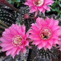 Echinopsis-Hybr. Belle Rose Rheingold 213