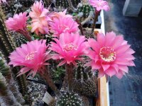 Echinopsis-Hybr. Belle Rose Rheingold 213