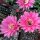 Echinopsis-Hybr. Belle Rose Rheingold 213