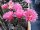 Echinopsis-Hybr. Belle Rose Rheingold 213