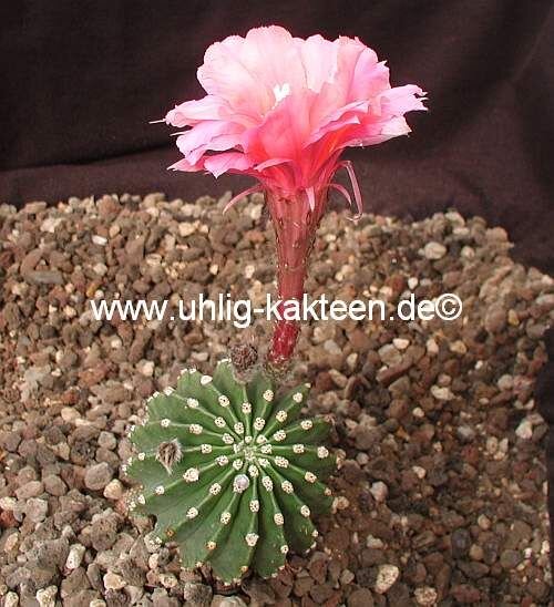 Echinopsis-Hybr. Bolero Rheingold 268