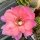 Echinopsis-Hybr. Bolero Rheingold 268