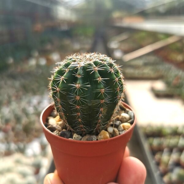 Echinopsis-Hybr. Bonzo Serie 326