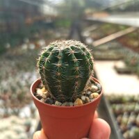 Echinopsis-Hybr. Bonzo Serie 326