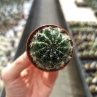 Echinopsis-Hybr. Bonzo Serie 326
