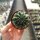 Echinopsis-Hybr. Bonzo Serie 326