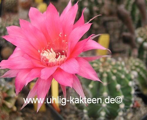 Echinopsis-Hybr. Brunhild Rheingold 255