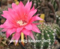 Echinopsis-Hybr. Brunhild Rheingold 255