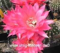 Echinopsis-Hybr. Brunhild Rheingold 255