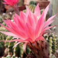 Echinopsis-Hybr. Brunhild Rheingold 255