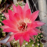 Echinopsis-Hybr. Brunhild Rheingold 255