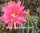 Echinopsis-Hybr. Brunhild Rheingold 255