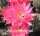 Echinopsis-Hybr. Brunhild Rheingold 255