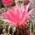 Echinopsis-Hybr. Brunhild Rheingold 255