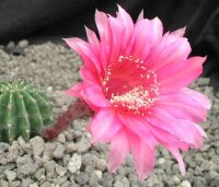 Echinopsis-Hybr. Burgund Rheingold 250