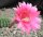 Echinopsis-Hybr. Burgund Rheingold 250