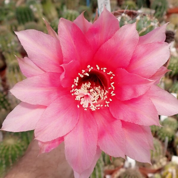 Echinopsis-Hybr. Butterfly Rheingold 249