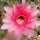 Echinopsis-Hybr. Butterfly Rheingold 249