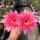 Echinopsis-Hybr. Butterfly Rheingold 249