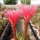 Echinopsis-Hybr. Butterfly Rheingold 249