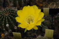 Echinopsis-Hybr. Canary Serie 323