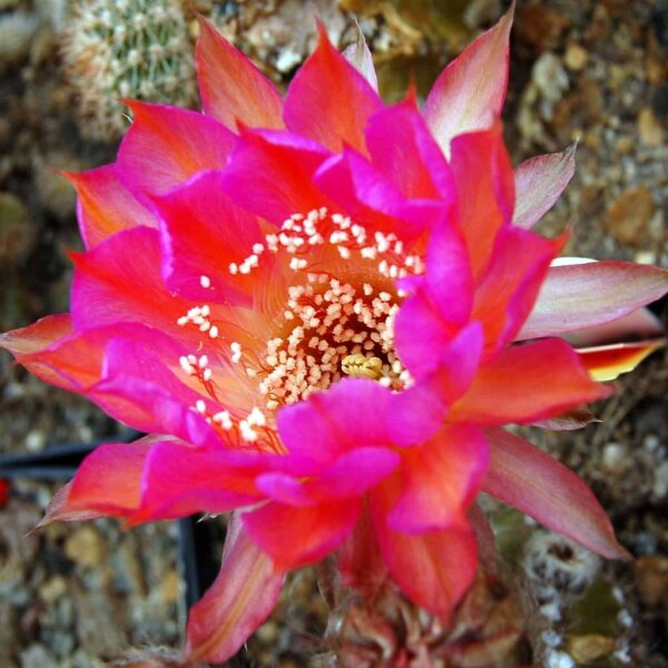 Echinopsis-Hybr. Carneval Rheingold 281